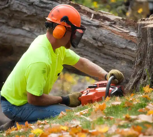 tree services Spanish Springs